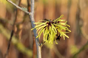 Hamamelis intermedia 'Sunburst'