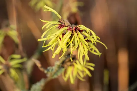 Hamamelis intermedia 'Sunburst' - 80-100 CM RB - image 5