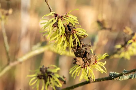 Hamamelis intermedia 'Sunburst' - 60-80 CM C7.5 - image 2