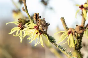 Hamamelis intermedia 'Sunburst' - 80-100 CM RB - image 3