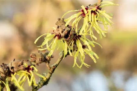 Hamamelis intermedia 'Sunburst' - 80-100 CM RB - image 4
