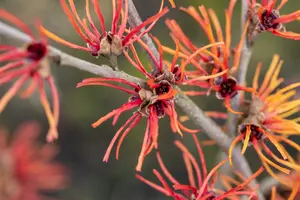 Hamamelis intermedia 'Twilight'