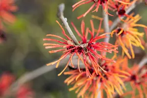 Hamamelis intermedia 'Twilight' - 50-60 CM RB - image 2