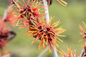 Hamamelis intermedia 'Twilight' - 50-60 CM RB - image 3