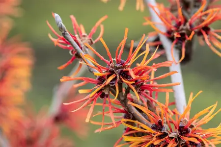 Hamamelis intermedia 'Twilight' - 50-60 CM RB - image 4