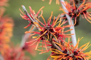 Hamamelis intermedia 'Twilight' - 50-60 CM RB - image 4