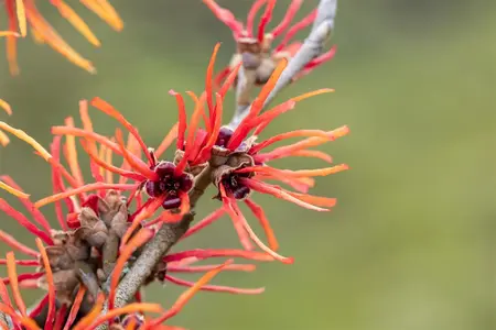 Hamamelis intermedia 'Twilight' - 80-100 CM RB - image 5
