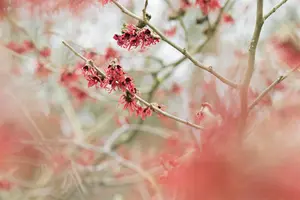 Hamamelis mollis - 40-50 CM C2 - image 5