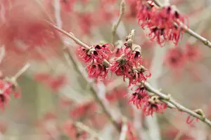 Hamamelis mollis - 30-40 CM C5 - image 2