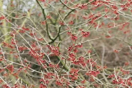 Hamamelis mollis - 30-40 CM C5 - image 3