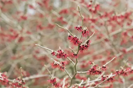 Hamamelis mollis - 30-40 CM C5 - image 4