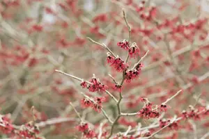 Hamamelis mollis - 30-40 CM C5 - image 4