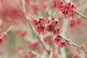 Hamamelis mollis - MULTISTEM 400-450 CM CONT - image 2