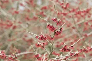 Hamamelis mollis - 40-60 CM C2 - image 4