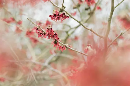 Hamamelis mollis - 40-60 CM C2 - image 5