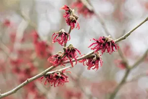 Hamamelis mollis - 50-60 CM RB - image 1