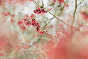 Hamamelis mollis - 50-60 CM RB - image 5