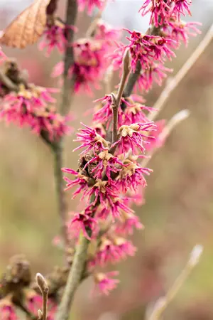 Hamamelis vernalis 'Amethyst' - 125-150 CM RB - image 4
