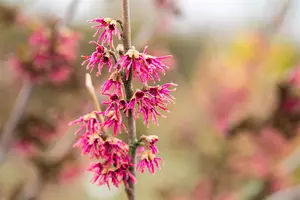 Hamamelis vernalis 'Amethyst'