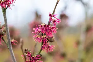 Hamamelis vernalis 'Amethyst' - 150-175 CM RB - image 2
