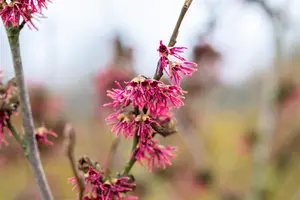 Hamamelis vernalis 'Amethyst' - 100-125 CM C20 - image 2