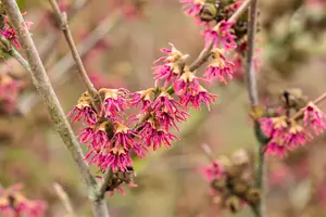 Hamamelis vernalis 'Amethyst' - 125-150 CM C20 - image 5