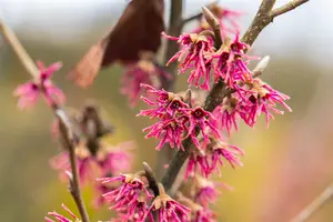 Hamamelis vernalis 'Amethyst' - 150-175 CM C20 - image 3