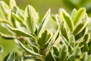Hebe andersonii 'Variegata'