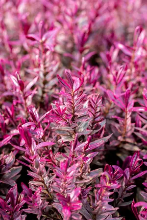 Hebe 'Black Beauty' - 2 Ltr pot - image 3