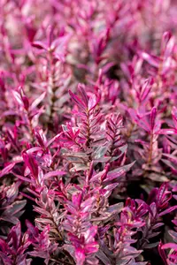 Hebe 'Black Beauty' - 2 Ltr pot - image 3