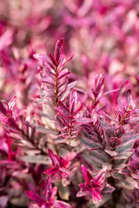 Hebe 'Black Beauty' - 2 Ltr pot - image 4