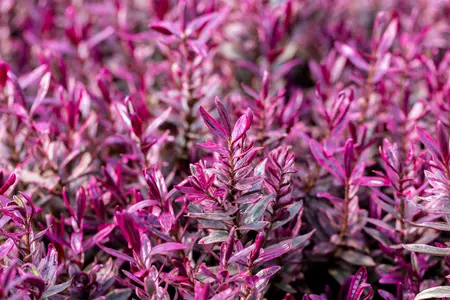 Hebe 'Black Beauty' - 2 Ltr pot - image 1