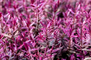 Hebe 'Black Beauty' - 2 Ltr pot - image 1