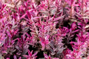 Hebe 'Black Beauty' - 2 Ltr pot - image 2