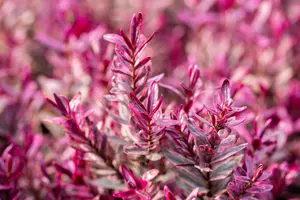 Hebe 'Black Beauty' - 2 Ltr pot - image 5