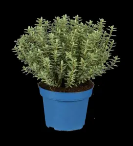 HEBE BURGUNDY BLUSH 2L - image 5