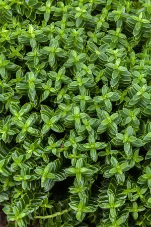 Hebe 'Cobb Valley' - P10.5