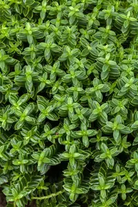 Hebe 'Cobb Valley' - P10.5