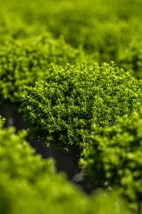 Hebe 'Emerald Green' - P9 - image 4