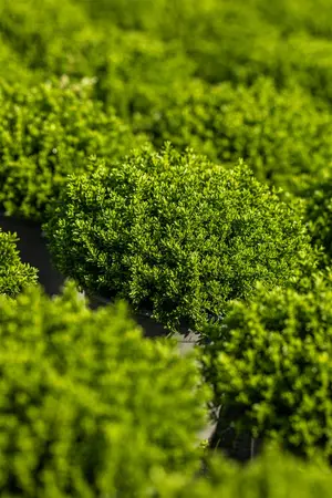 Hebe 'Emerald Green' - P9 - image 5