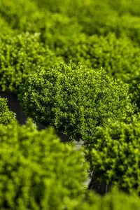 Hebe 'Emerald Green' - P9 - image 5