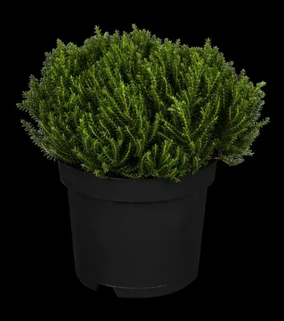 Hebe 'Emerald Green' - P9 - image 1