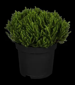 Hebe 'Emerald Green' - P9 - image 5