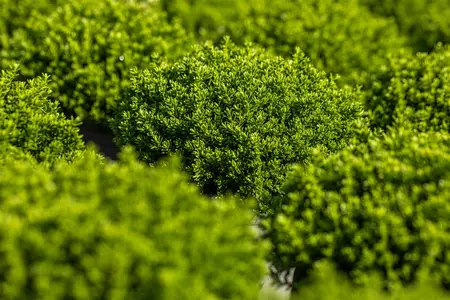 Hebe 'Emerald Green' - P9 - image 2