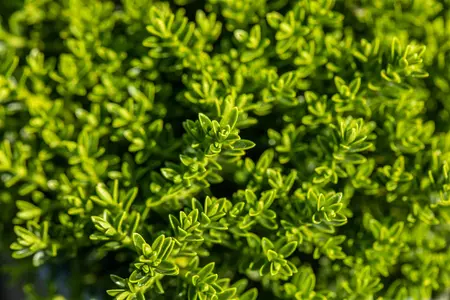 Hebe 'Emerald Green' - P9 - image 3