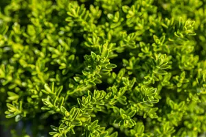 Hebe 'Emerald Green' - P9 - image 3