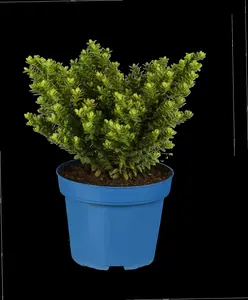 Hebe 'Garden Beauty Blue' - 2 Ltr pot - image 4