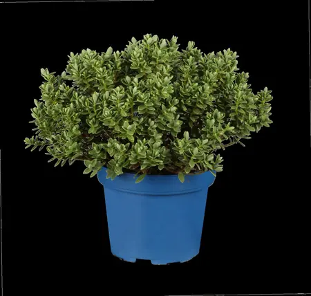 Hebe 'Garden Beauty Purple' - 2 Ltr pot - image 2