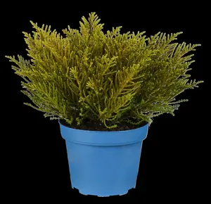 Hebe 'Golden Esk' - 2 Ltr pot