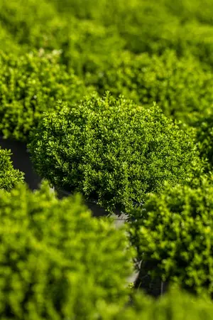 Hebe 'Great Orme' - 2 Ltr pot - image 4